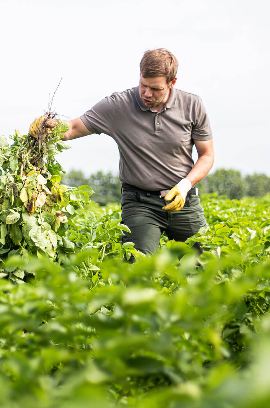 Ein Landwirt von den IseBauern auf einem Kartoffelfeld mit einer Kartoffelpflanze in der Hand - regionaler Partner der Heidebäckerei Meyer
