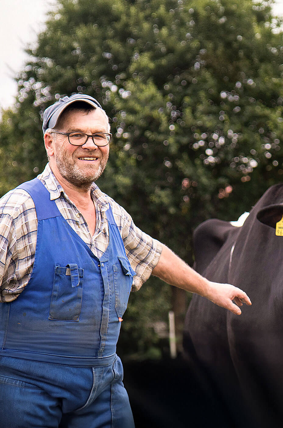 Landwirt Helmut Evers mit seiner Kuh - regionaler Partner der Bäckerei Meyer